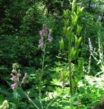 Aconitum septentrionale