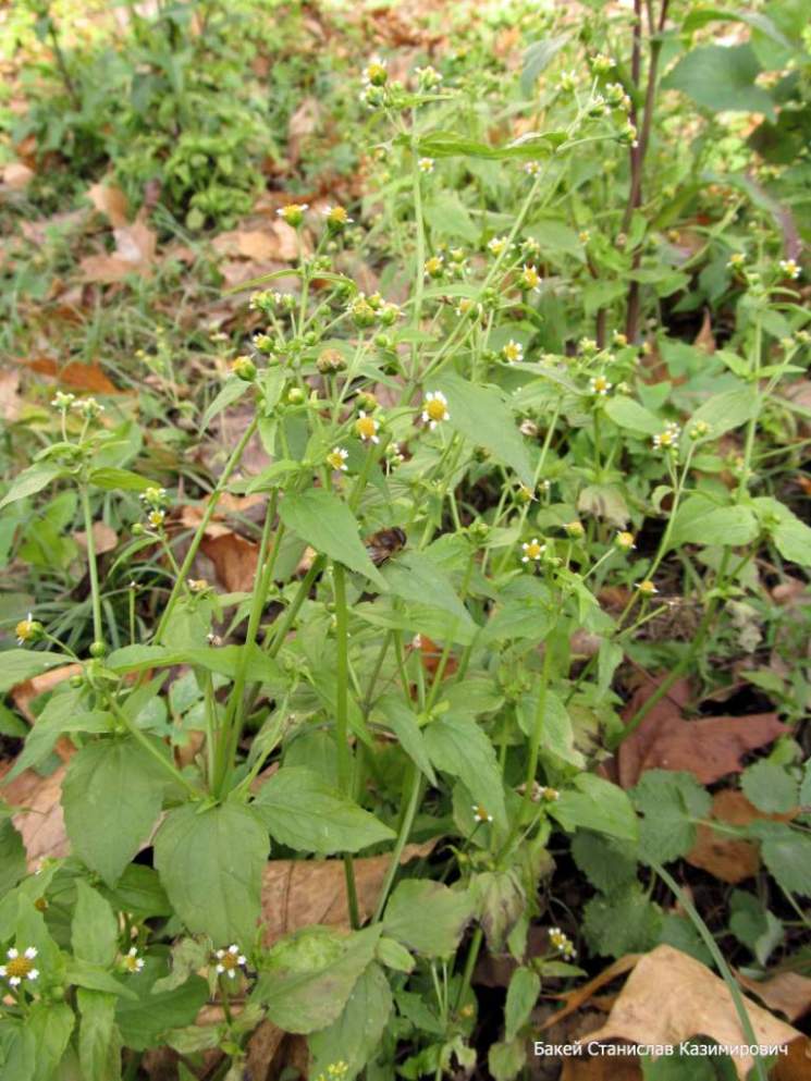 Image of Galinsoga parviflora specimen.