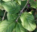 Lonicera xylosteum