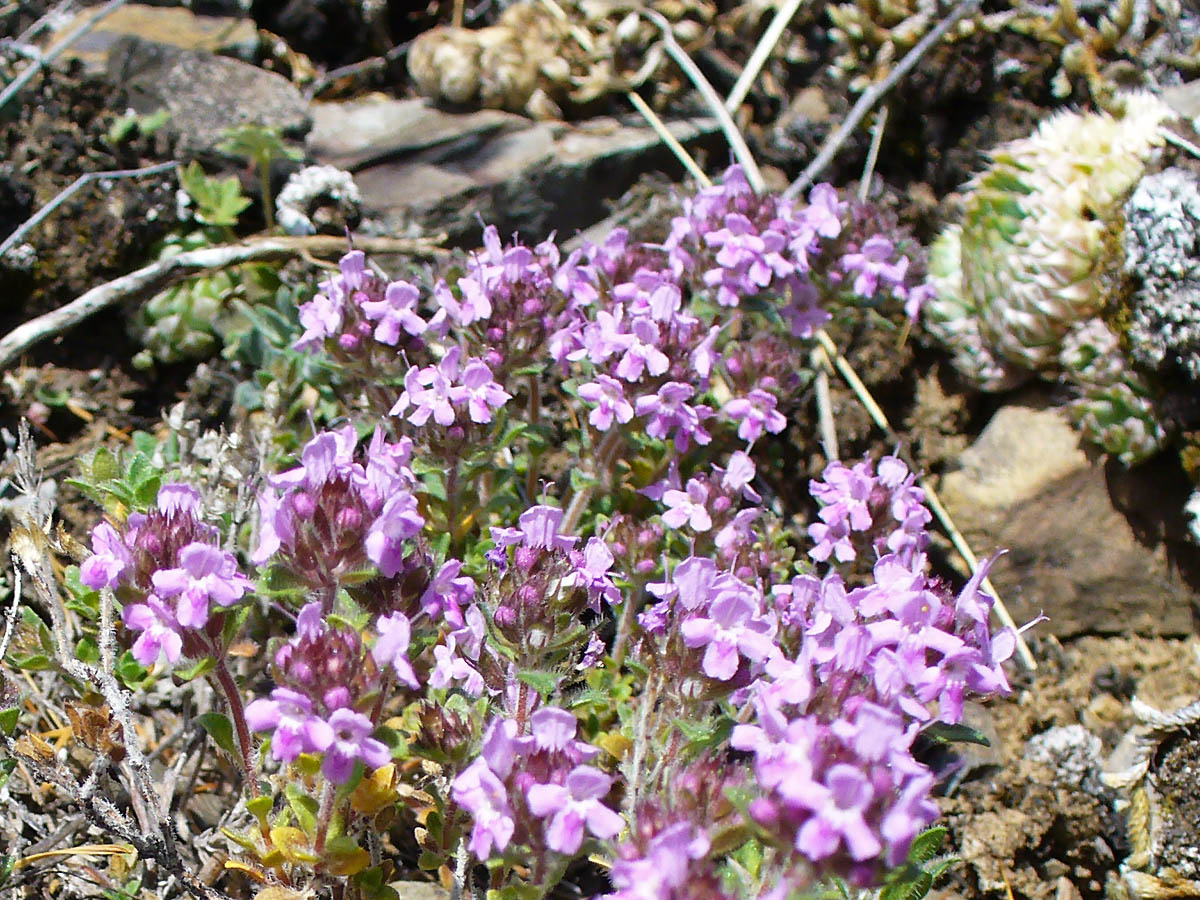 Изображение особи род Thymus.