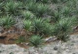 Dracaena cinnabari. Верхушки ветвей отцветшего дерева. Сокотра, плато Хомхи. 29.12.2013.
