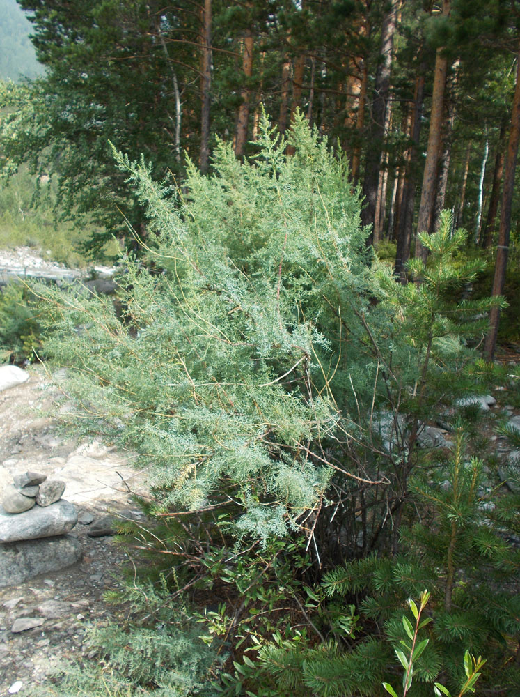 Изображение особи Myricaria longifolia.