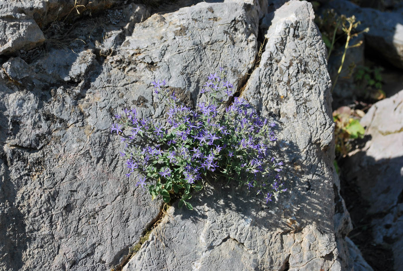 Image of Sergia regelii specimen.