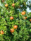 Punica granatum. Ветви с созревающими плодами. Турция, пров. Анталья, р-н Кемер, пос. Кириш, в культуре. 10 сентября 2009 г.
