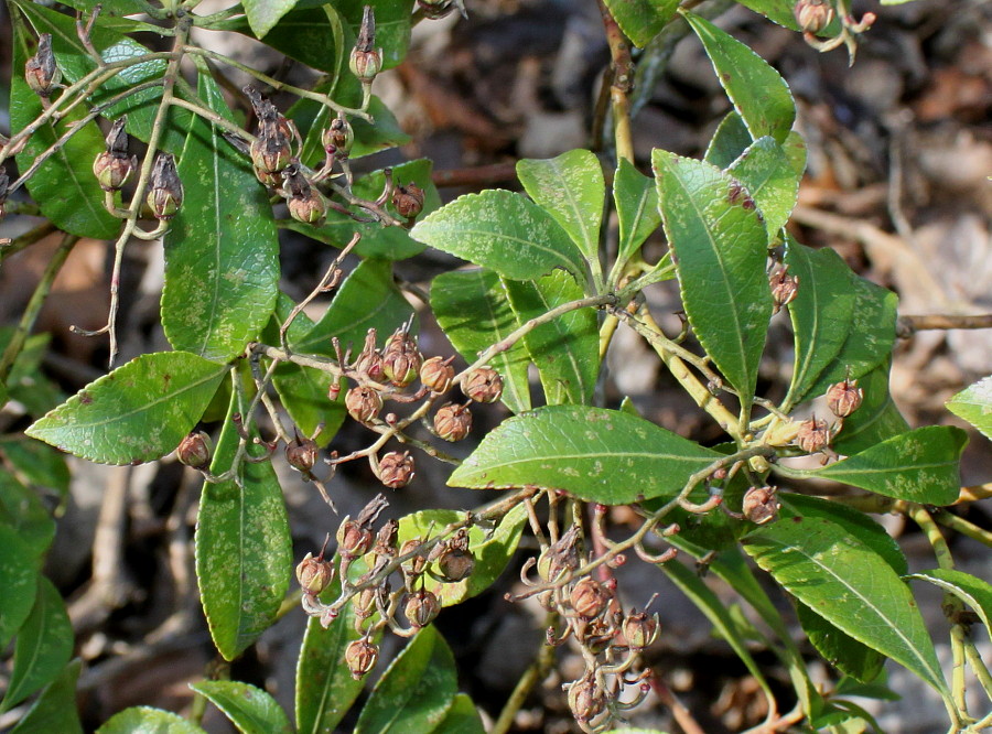 Изображение особи Pieris formosa.