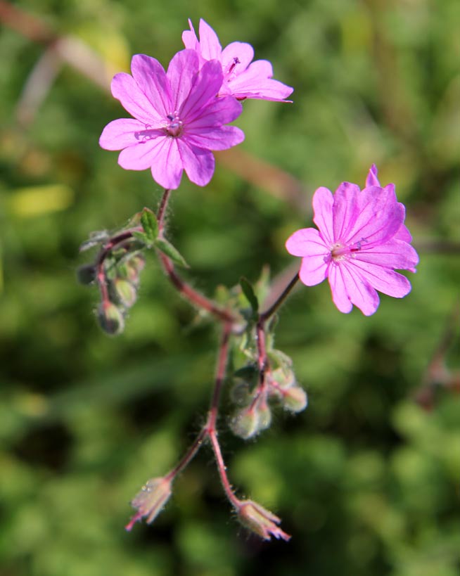 Image of Geranium pyrenaicum specimen.