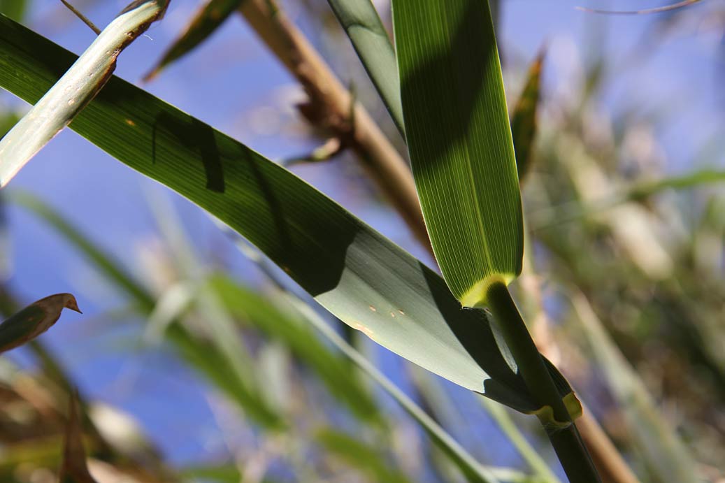 Изображение особи Arundo donax.