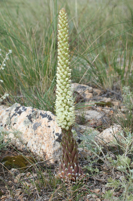 Изображение особи Orostachys spinosa.