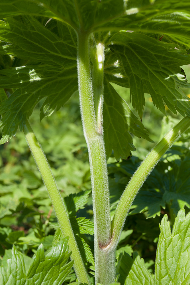 Изображение особи Aconitum septentrionale.