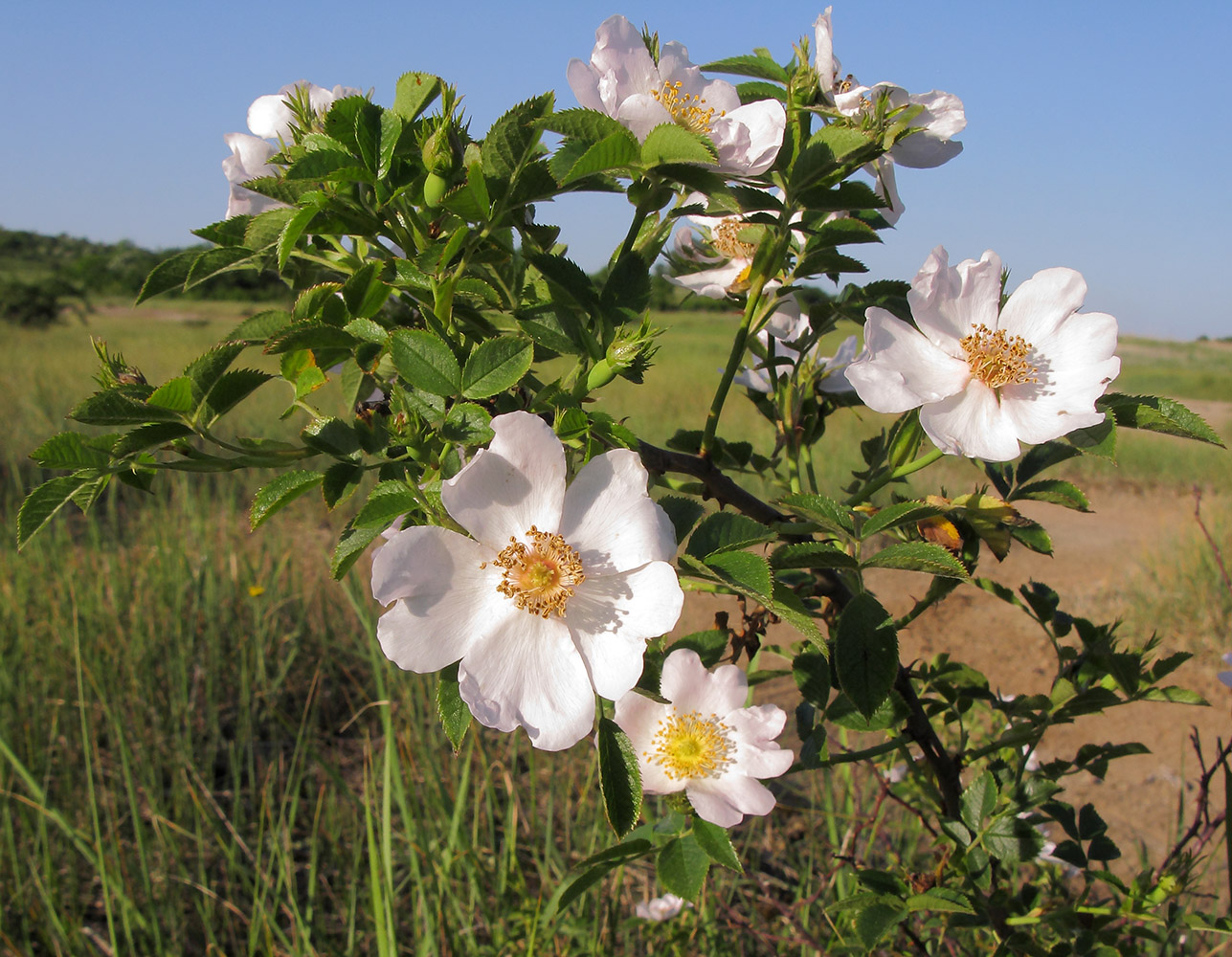 Image of genus Rosa specimen.