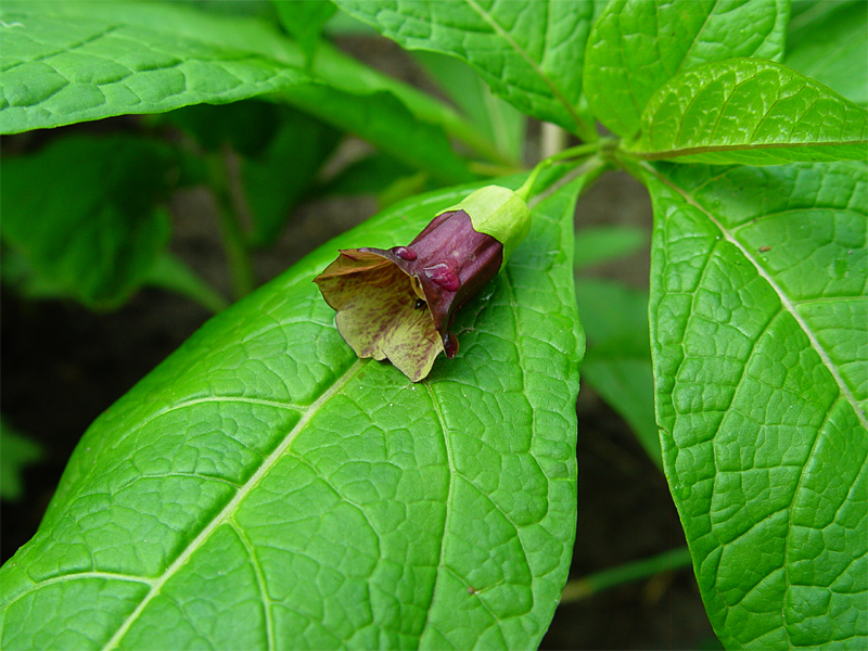 Image of Scopolia caucasica specimen.