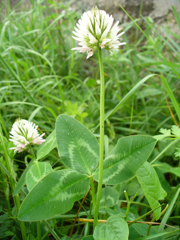 Image of Trifolium ambiguum specimen.