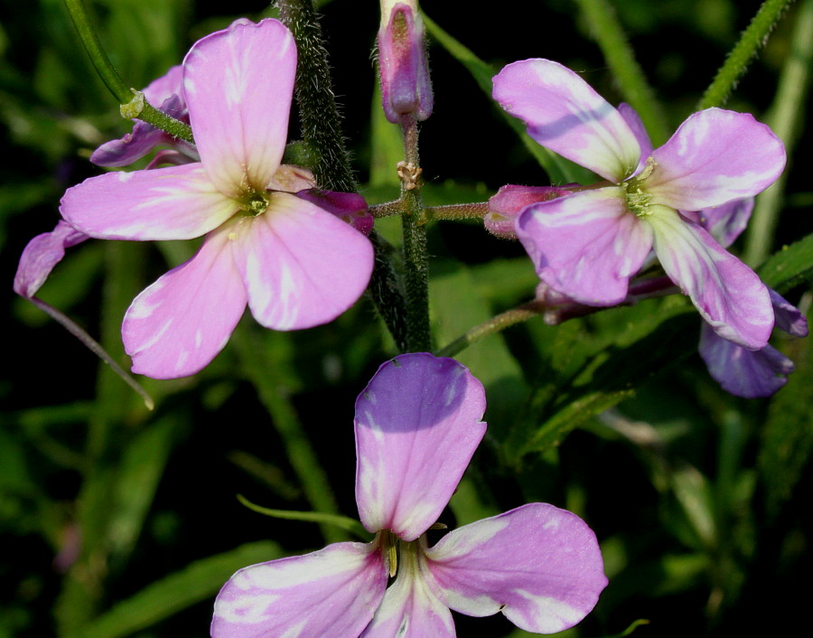 Image of Hesperis matronalis specimen.