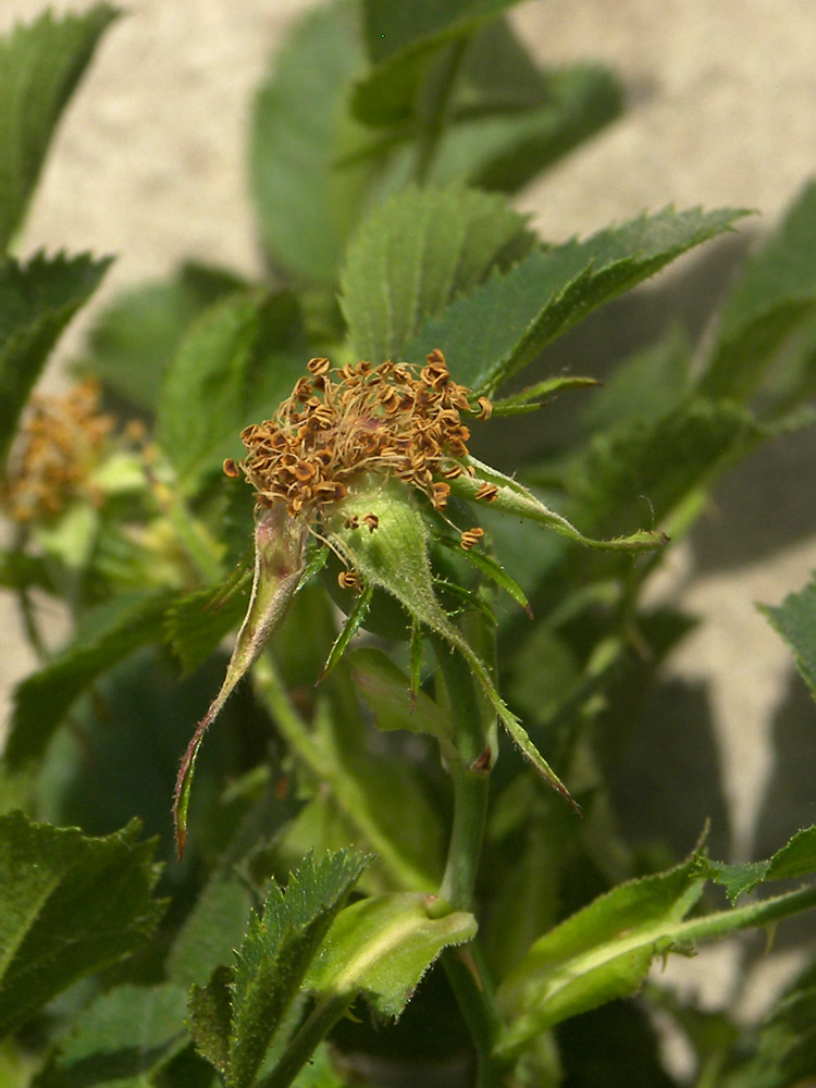 Image of Rosa balsamica specimen.