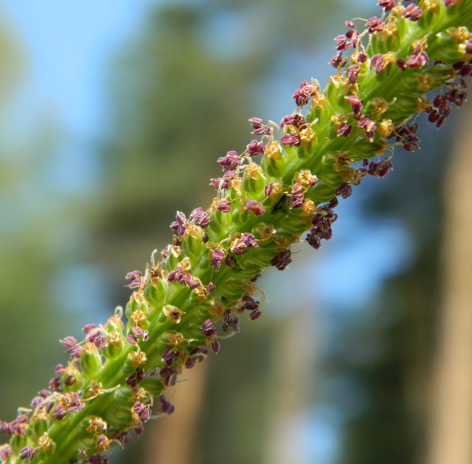 Image of Plantago major specimen.