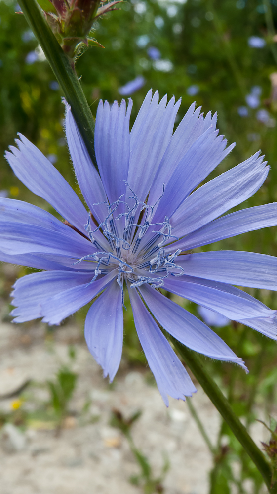 Image of Cichorium intybus specimen.