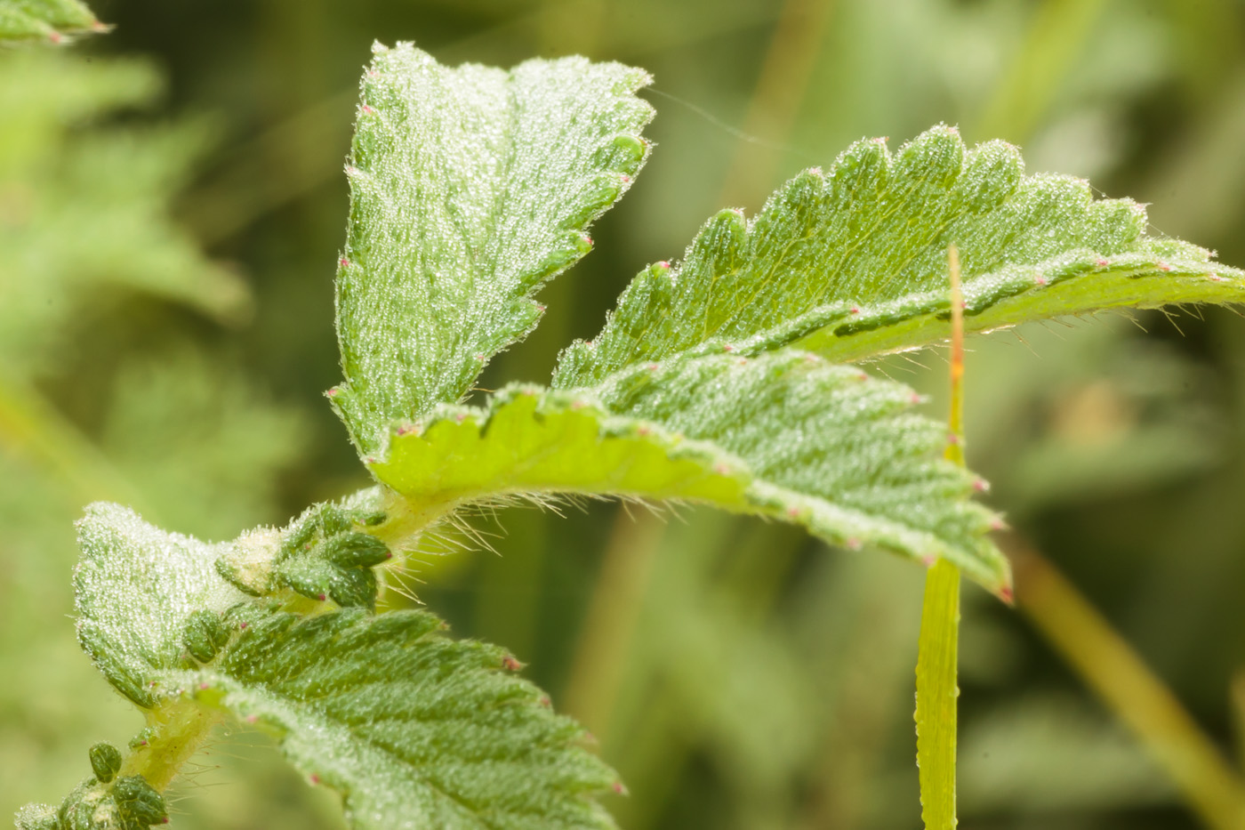 Изображение особи Agrimonia asiatica.