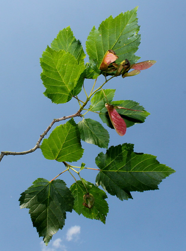 Image of Acer tataricum specimen.