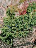 Juniperus sibirica. Растение с шишкоягодами. Кольский п-ов, Подпахтинские пески. Сентябрь 2005 г.