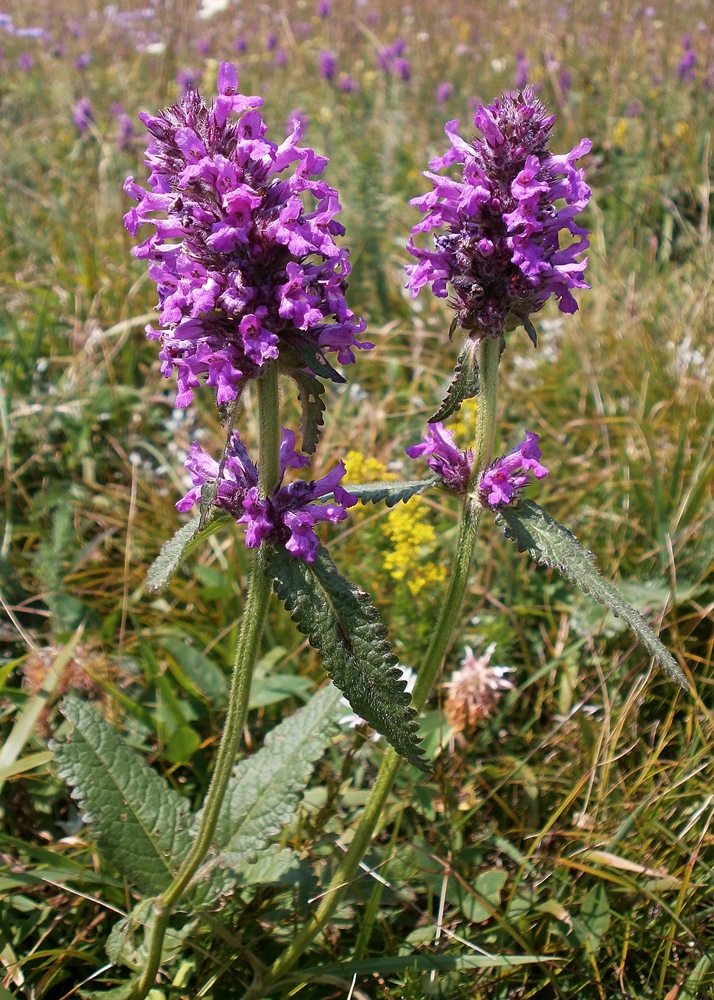 Изображение особи Betonica officinalis.