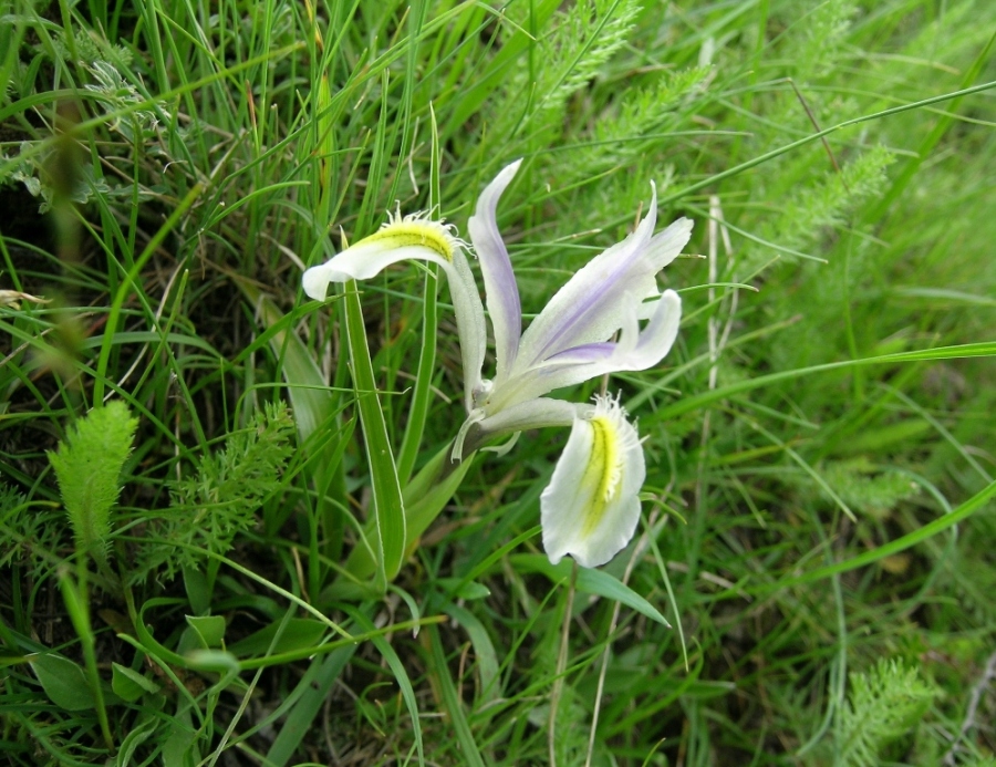 Image of Juno linifoliiformis specimen.