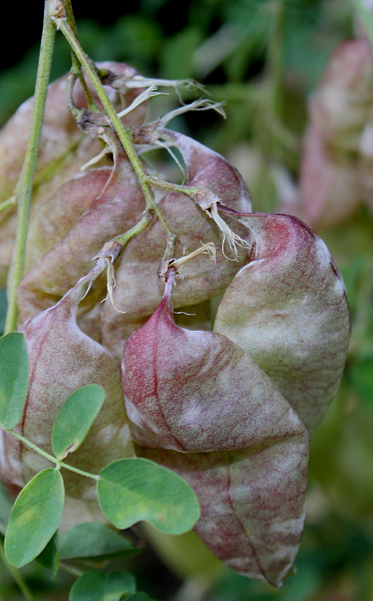 Image of Colutea arborescens specimen.