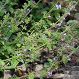 Clinopodium nepeta