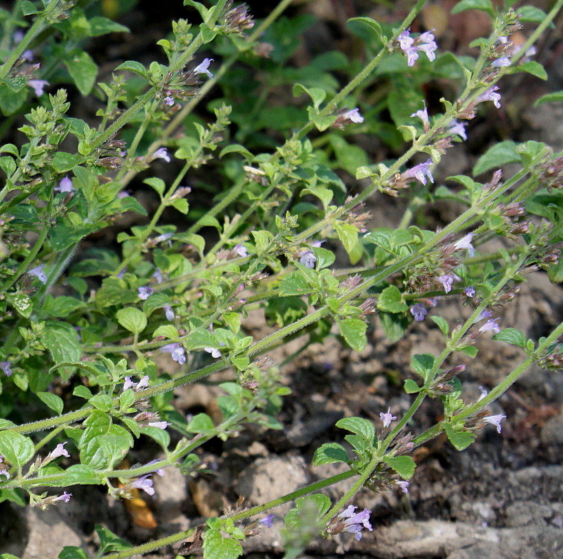 Image of Clinopodium nepeta specimen.