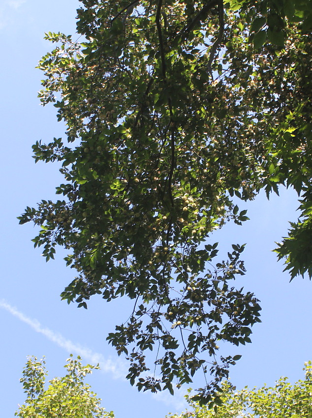 Image of Ostrya carpinifolia specimen.