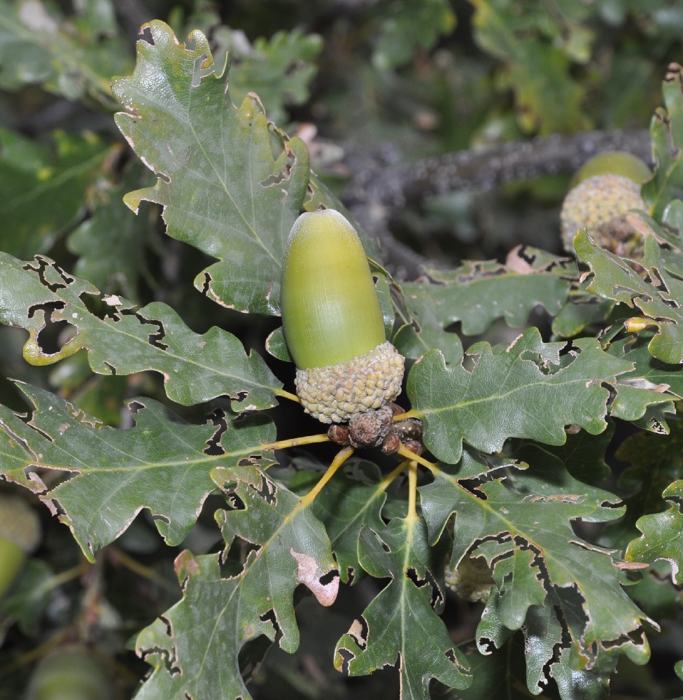 Изображение особи Quercus petraea.