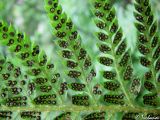 Polystichum aculeatum