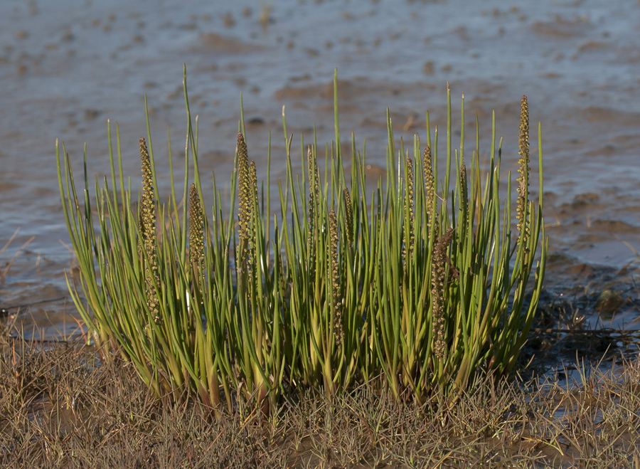 Image of Triglochin maritima specimen.