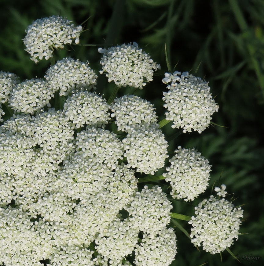 Изображение особи Daucus sativus.