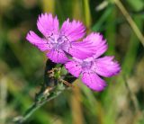Dianthus fischeri. Цветки. Московская обл., Раменский р-н, окр. ж.-д. платформы Хрипань, залежь. 14.07.2014.
