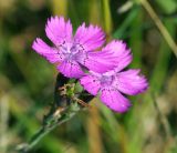 Dianthus fischeri