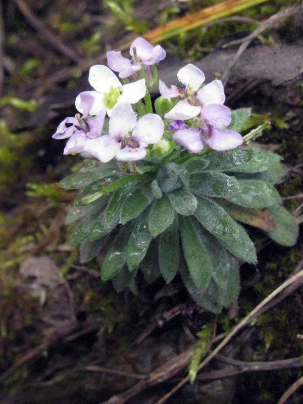 Изображение особи Stevenia incarnata.