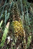 Eremurus ambigens × E. olgae