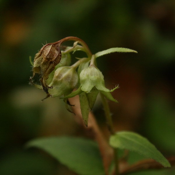 Image of Campanula trachelium specimen.