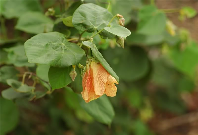 Image of Hibiscus tiliaceus specimen.