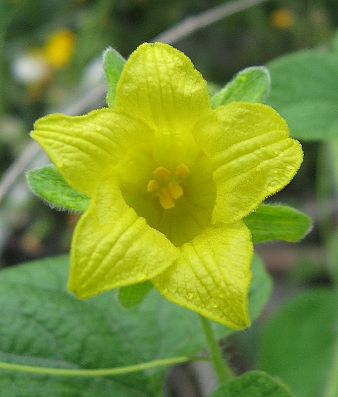 Image of Thladiantha dubia specimen.