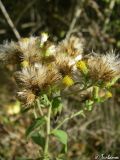 Inula conyza