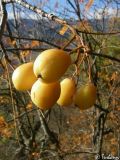 Sorbus domestica