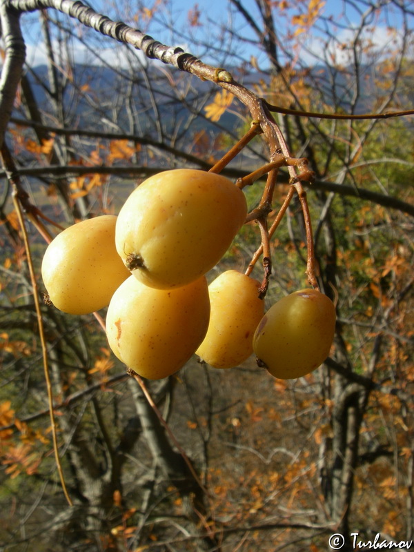 Image of Sorbus domestica specimen.