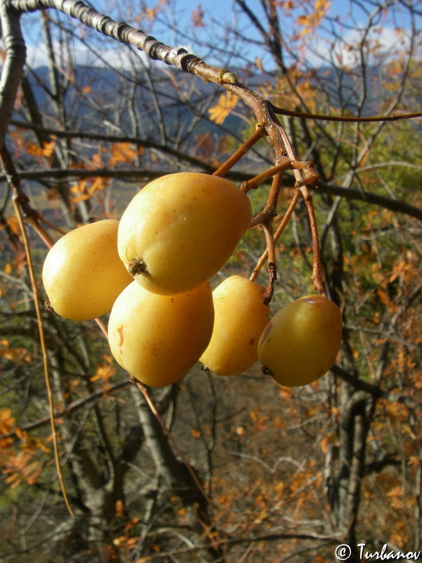 Изображение особи Sorbus domestica.