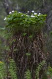 Rubus chamaemorus. Цветущие растения на гниющем пне. Архангельская обл., Соловки, о. Бол. Соловецкий, сырой елово-березовый лес. 04.06.2015.