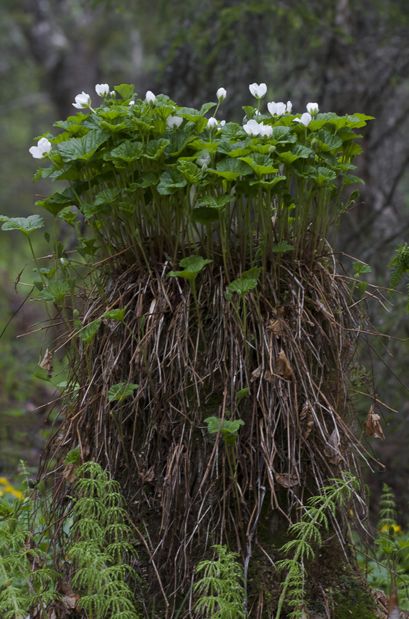 Image of Rubus chamaemorus specimen.