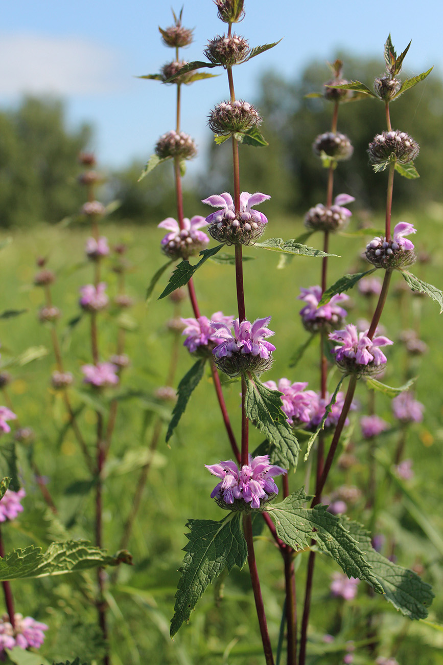 Image of Phlomoides tuberosa specimen.