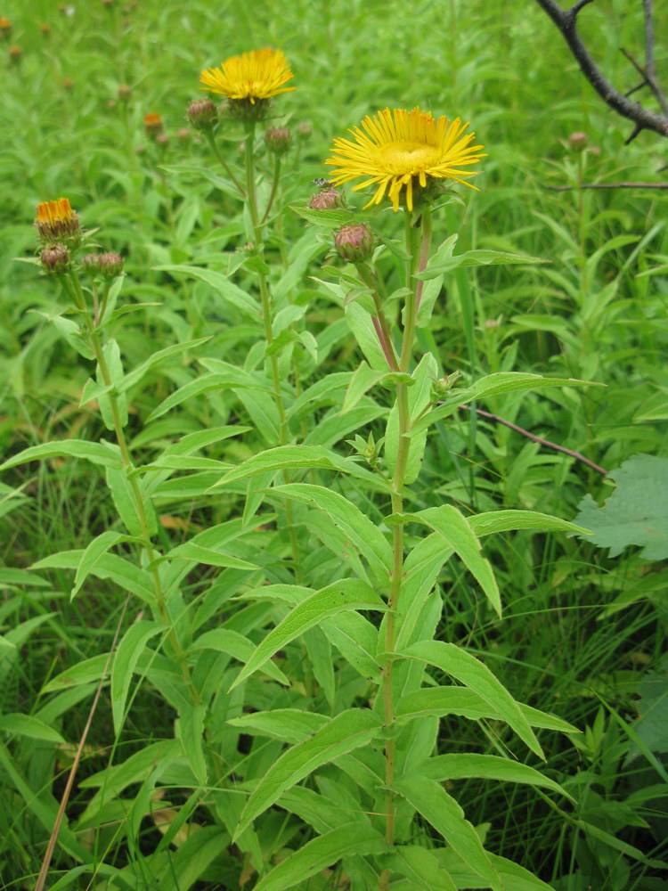 Изображение особи Inula salicina.