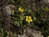 Ranunculus polyrhizos