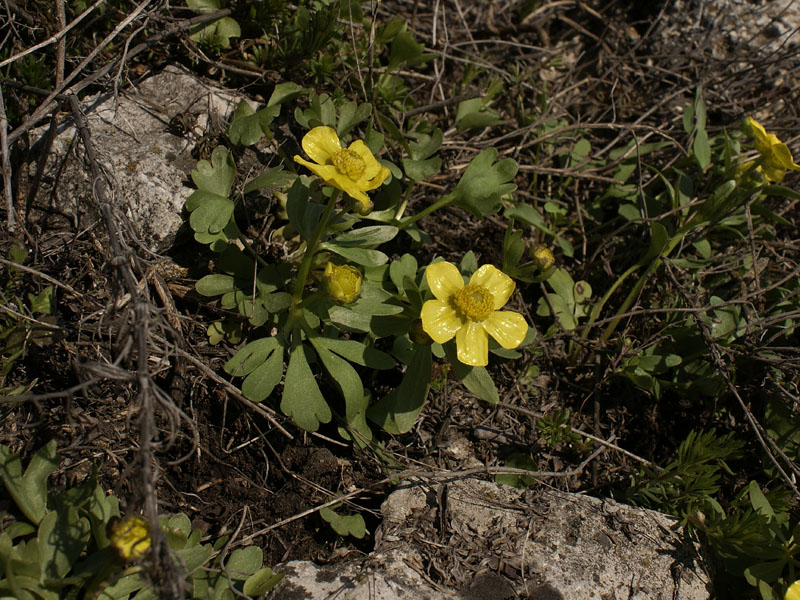 Изображение особи Ranunculus polyrhizos.